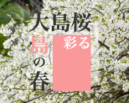 大島桜彩る大島の春